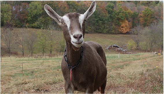 Toggenburg Goat