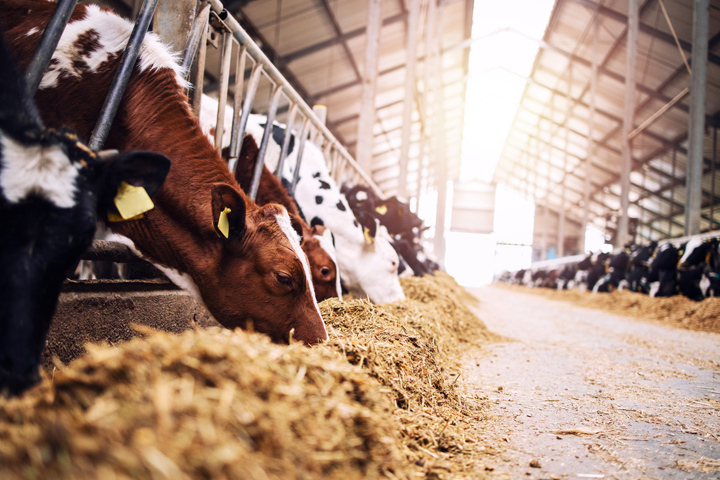 Holstein cows eating in barn.