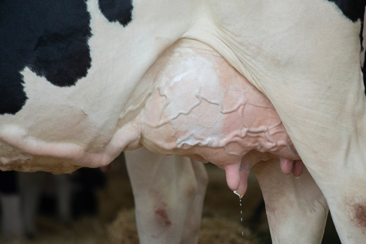 Close up image of a Holstein's udder.