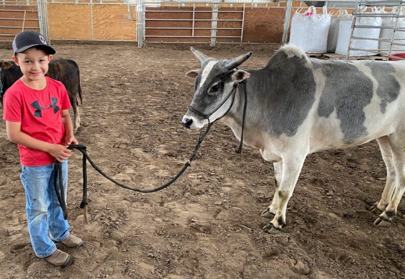 Young boy holding the lead rope of a Mini Zebu bull.