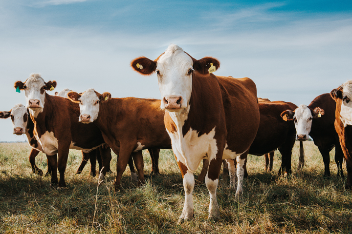 Cattle in a pasture.