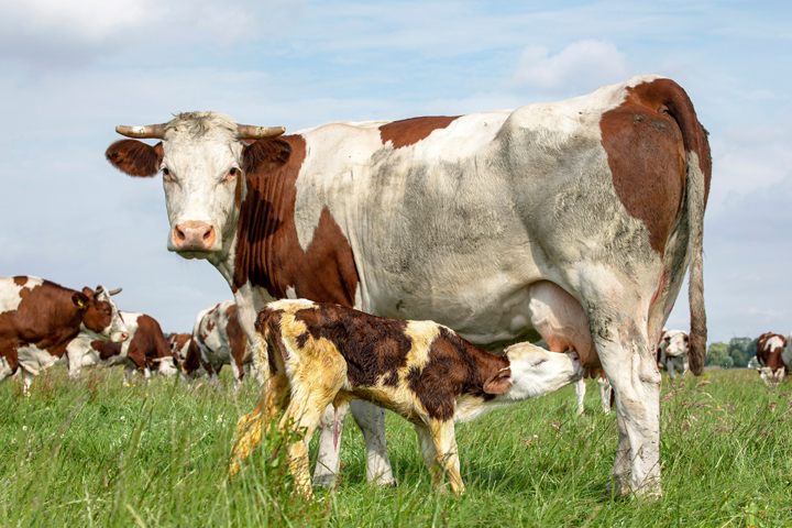 Very young calf nursing in a field.