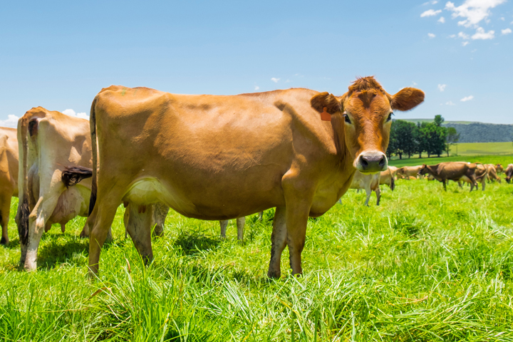 Dairy cow in a lush green pasture.
