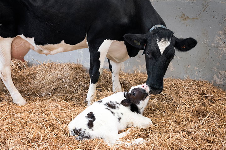 Holstein cow with her young calf.
