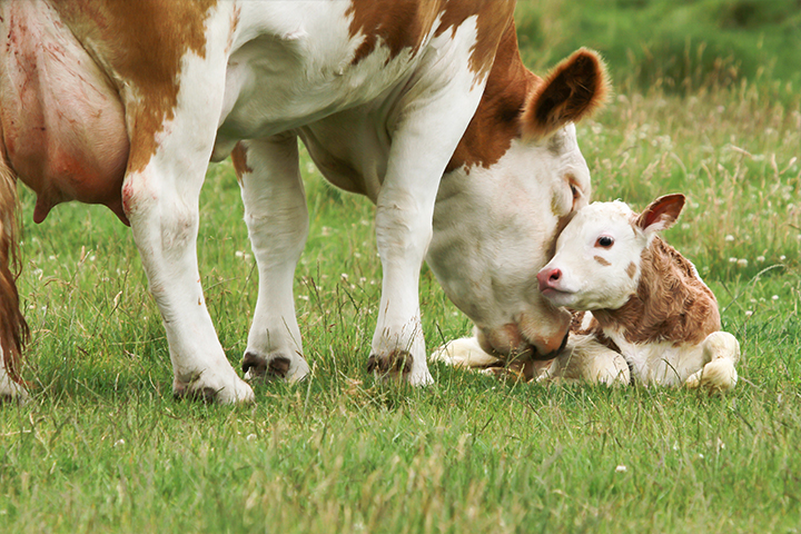 Red and white cow with her young calf. They are in a grassy field.