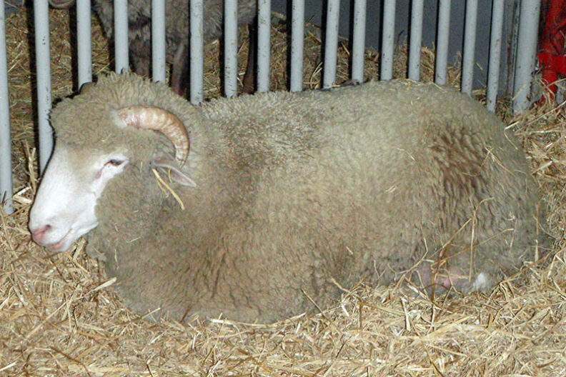 Sheep laying in straw.