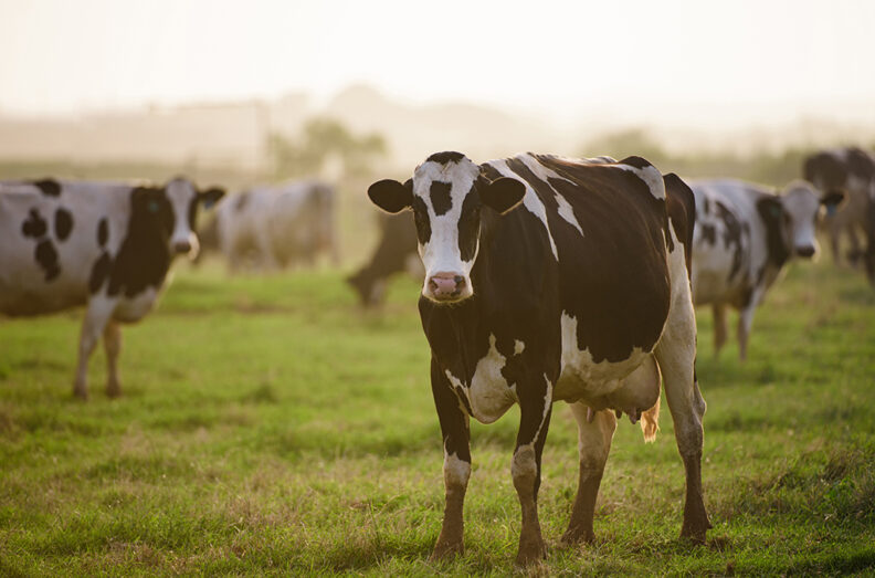 Holstein cows in the field when the sun is low on the horizon.