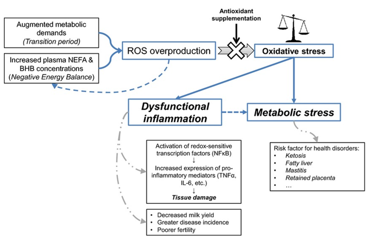 Flow chart illustrating description below.