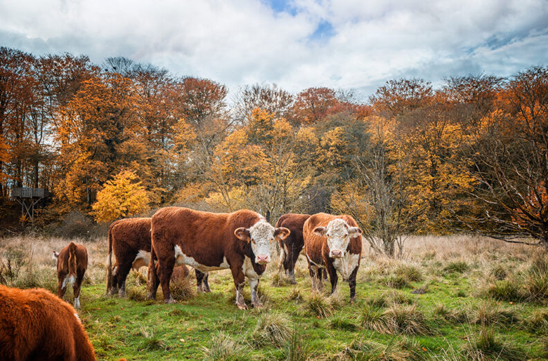 Cattle with one calf n the field. Trees behind are autumn colors.