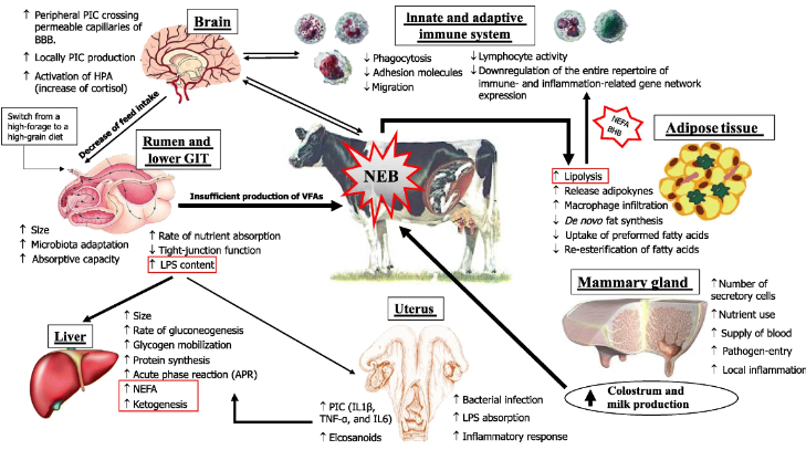 Very complex illustrating what is explained in the text below the image. A cow is in the center with organ diagrams and information surrounding.