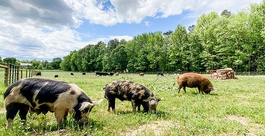 Three pigs in the foreground, with cattle in the background.