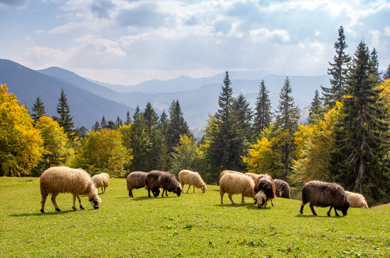Sheep grazing in green pasture with mountains in the background.