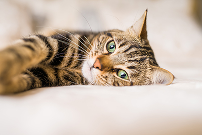 Tabby cat laying on white furniture.