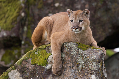 Cougar lounging on a rock.