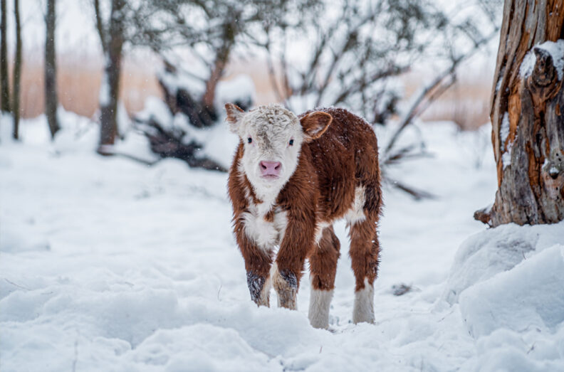 Calf in the snow.