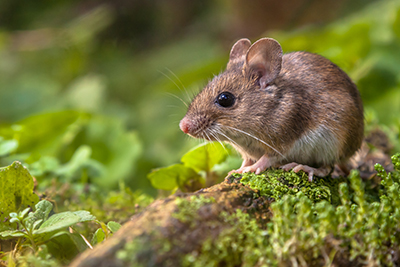 Field mouse sitting in on a small rock.