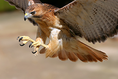 Red-tailed hawk about to snatch its prey.