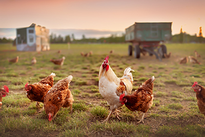 Hens and a rooster in a pasture.