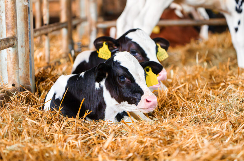 Two Holstein calves laying in their bedding.
