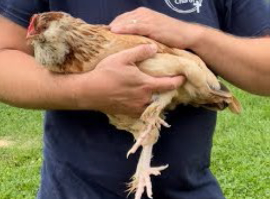 Hen being held with one hand under her belly and between her feet, while the other hand in gently on top of her back.