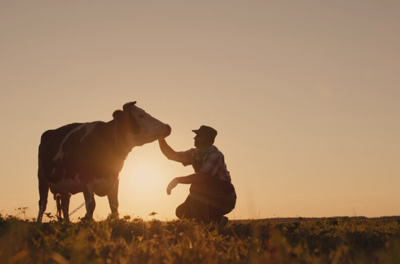 Sun setting behind a man and a cow on the horizon.