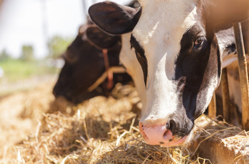 Close up of Holstein eating hay.