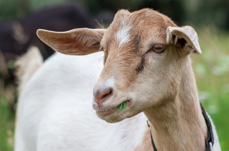 Close up photo of a light red and white goat.