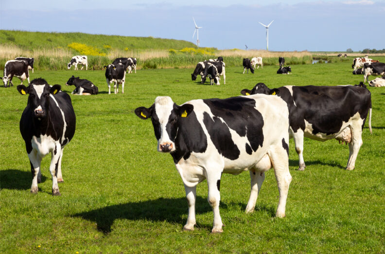 Holstein cows in a green field on a sunny day.
