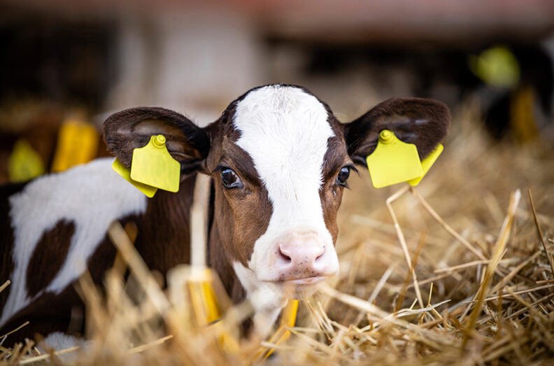 Young Holstein calf laying in straw.