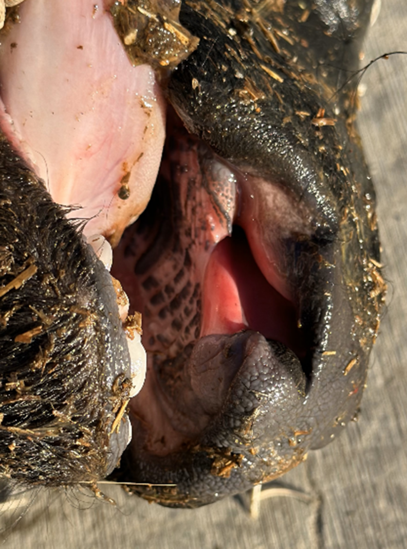 Close up photo of a calf's cleft palate.