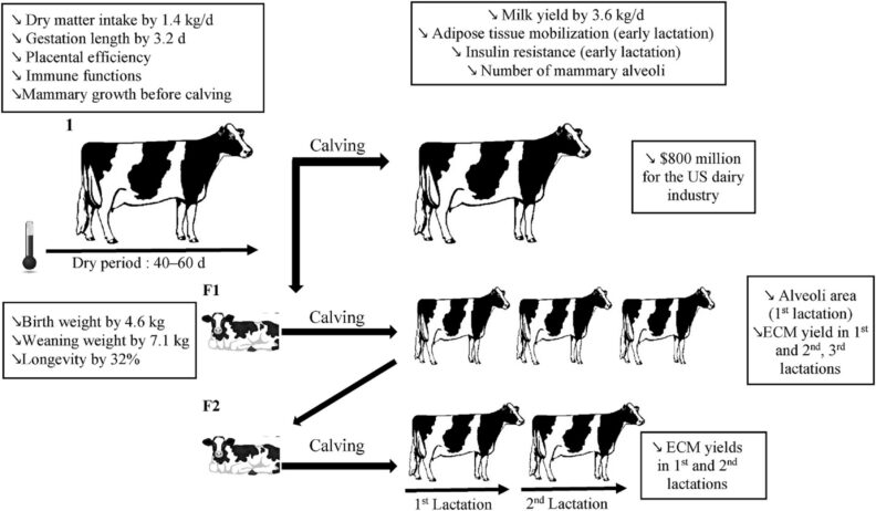 A flowcart summarizing the performance impairments associated with late-gestation heat stress.