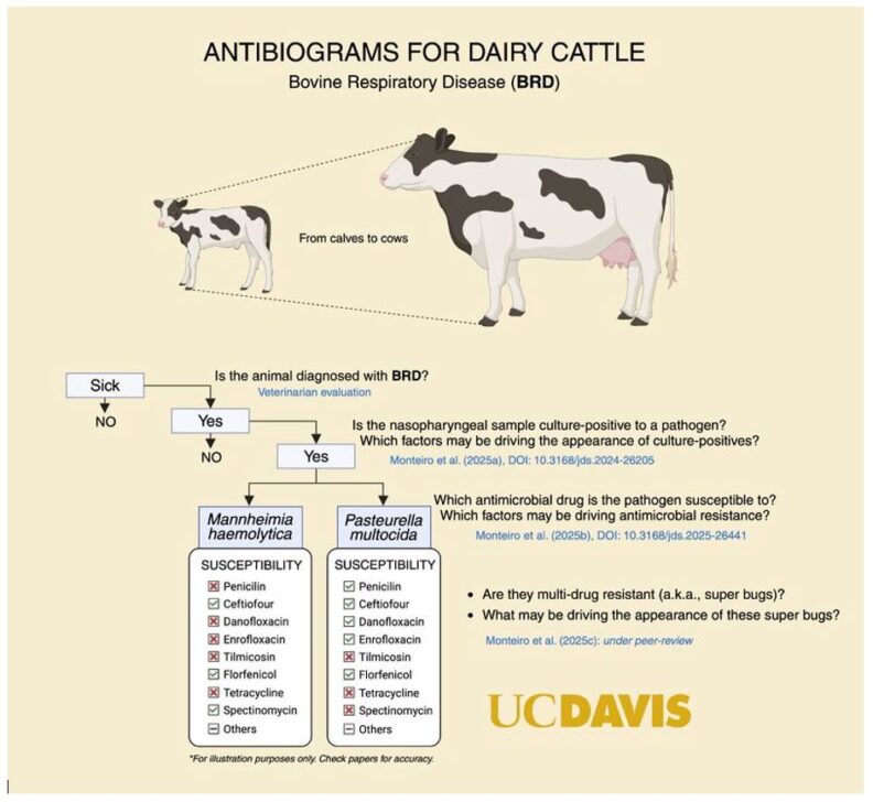 Chart from UCDavis, from calves to cows.