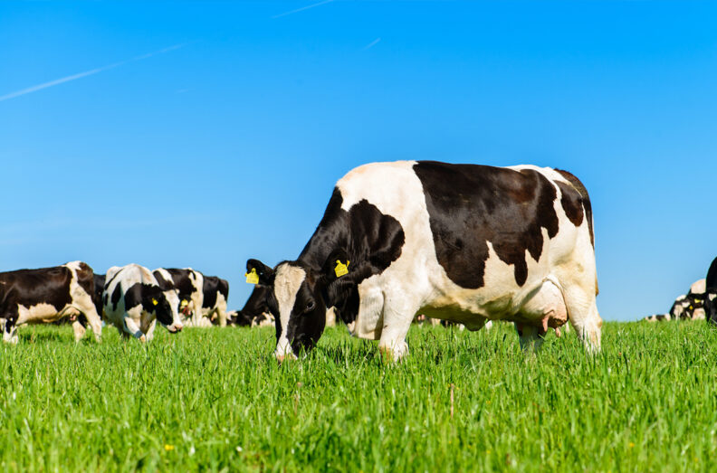 Dairy cows in a very green grassy field.