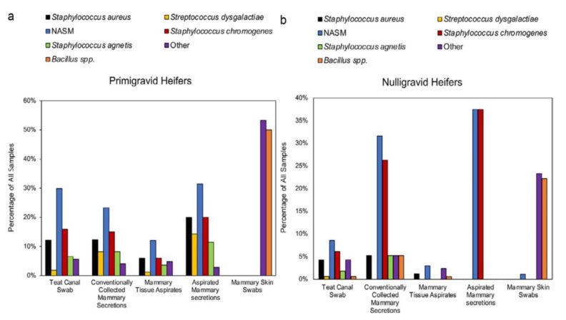 2 bar charts, left Primigravid Heifers, right,  Nulligravid Heifers.