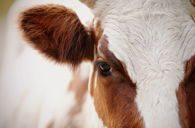 Very closeup image of Holstein's face.