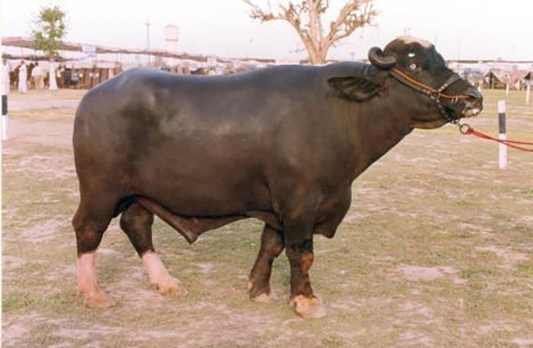 Photo from the side of a large bull. He's wearing a halter and being held by someone off-camera.