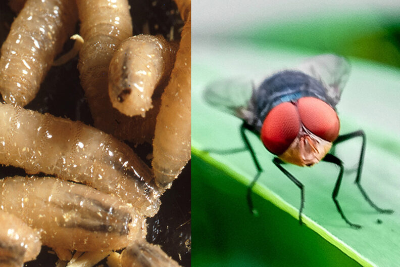 Side-by-side images of larvae (L) and fly (R). From the TexasFarmBureau.org website.