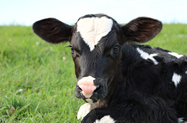 Holstein calf laying in the grass and looking right at the camera.