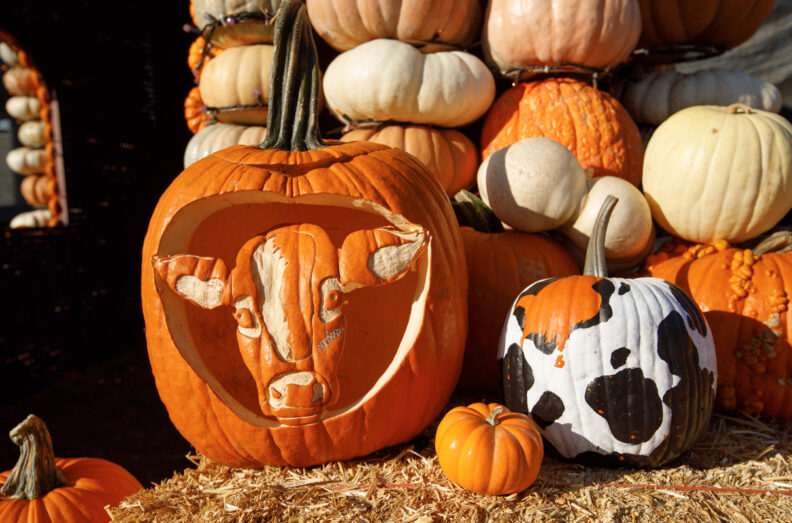 Two pumpkins, one on the left has a calf's face carved into it. The one on the right is painted like a Holstein cow, white with black spots.