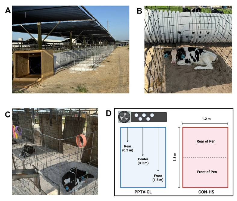Four photos, (A) is top left, (B) top right, (C) bottom left, and (D) bottom right. Description of the photos is in the paragraph below.