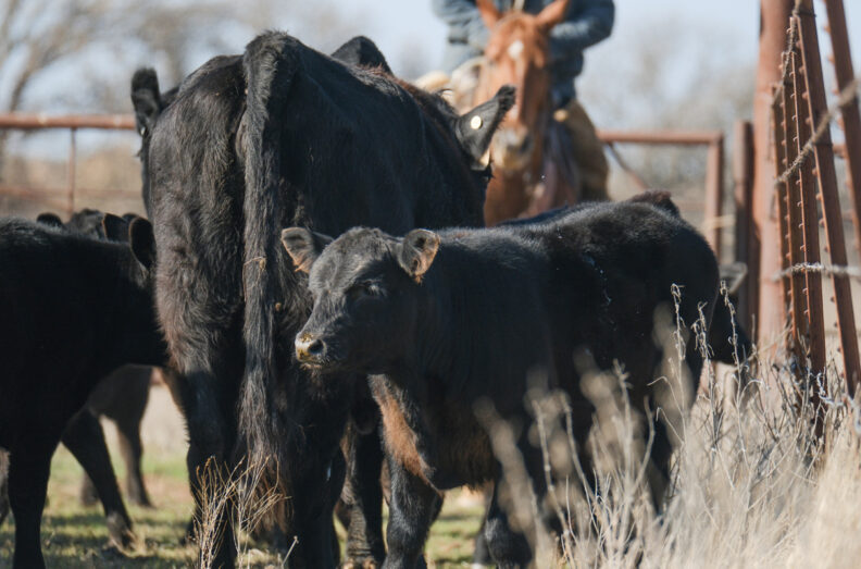 Black Angus cows and calves in a corral with a cowboy on a horse in the background.