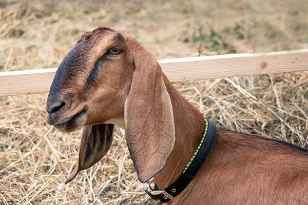 Nubian goat laying in straw.