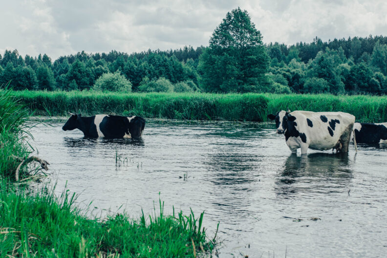 Three Holstein's standing in a body of water.