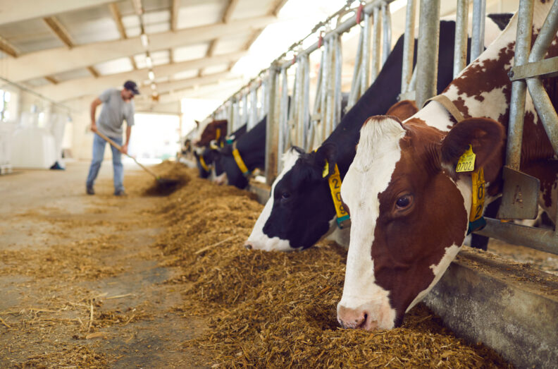 Dairy cows feeding in a barn.
