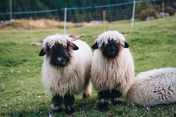 Two Valais Blacknose sheep stand on hill among the Swiss Alps at countryside of Switzerland.