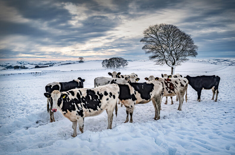 Eight Holstein cows in a snowy field.