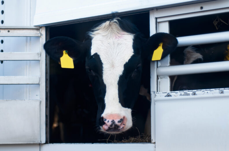 Holstein sticking head out window in trailer.