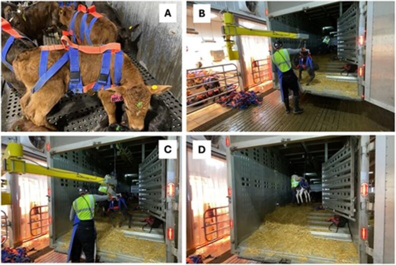 Four images, labeled A-D, with a full description in the following paragraph.