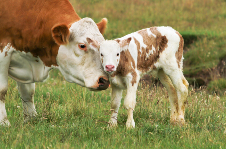Bald face cow and calf in a grassy field.