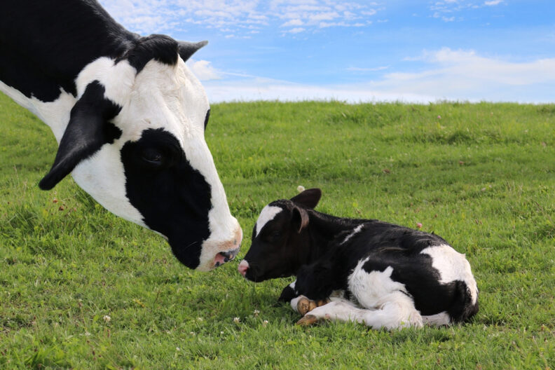 Holstein cow with her nose right up against her calf that is laying down.